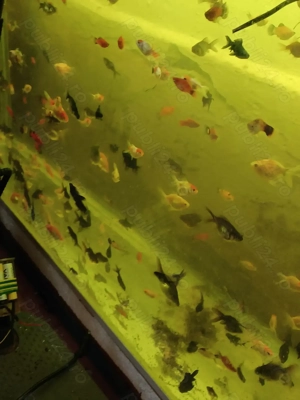 Caras oranda - imagine 5