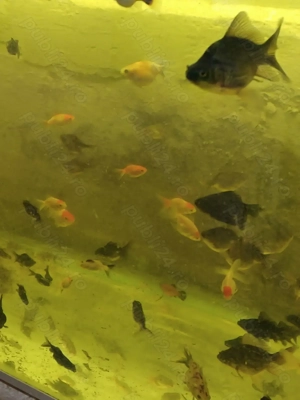 Caras oranda - imagine 4 Caras oranda - imagine 4