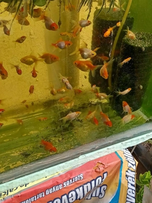 Caras oranda - imagine 2 Caras oranda - imagine 2