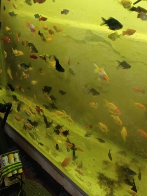 Caras oranda - imagine 3 Caras oranda - imagine 3