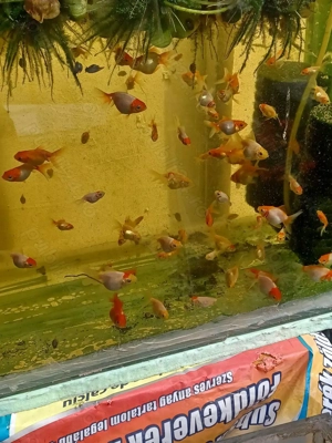 Caras oranda - imagine 5 Caras oranda - imagine 5