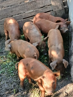 Vand purcei - imagine 2 Vand purcei - imagine 2