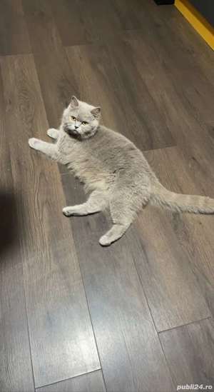 British Shorthair Blue  - imagine 5