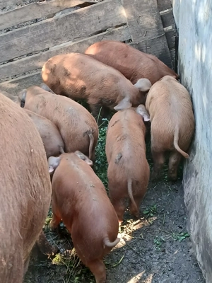 Vand purcei - imagine 3 Vand purcei - imagine 3