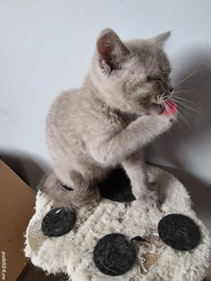 British Shorthair Blue  - imagine 4