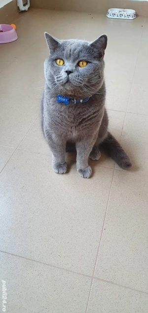 British Shorthair Blue  - imagine 2