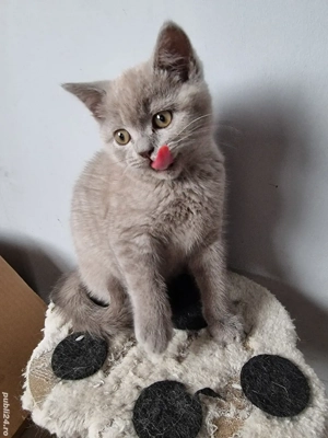 British Shorthair Blue  - imagine 3