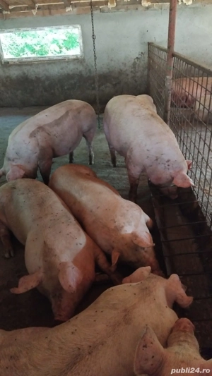 de vanzare - imagine 2 de vanzare - imagine 2