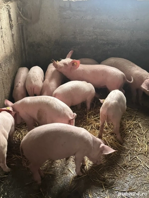 Purcei de vanzare  - imagine 4 Purcei de vanzare  - imagine 4