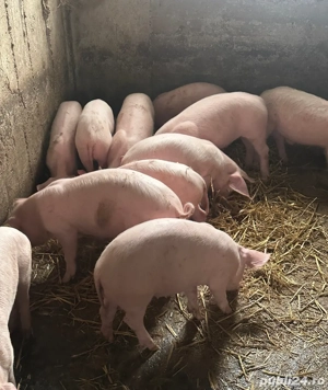 Purcei de vanzare  - imagine 3 Purcei de vanzare  - imagine 3