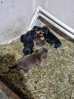 Vand căței tekel - imagine 2