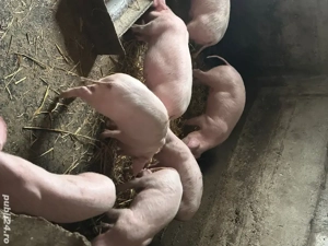 Purcei de vanzare  - imagine 2 Purcei de vanzare  - imagine 2