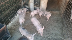 Purcei 9 săptamâni  - imagine 2 Purcei 9 săptamâni  - imagine 2