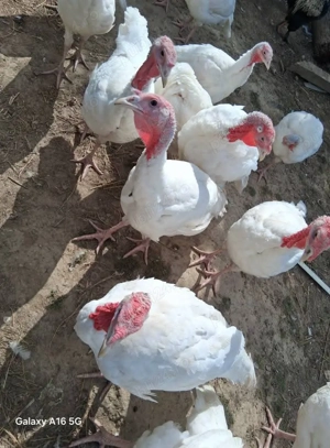 Curci sănătoase 5-7 kg   ideale pentru masă și curte!