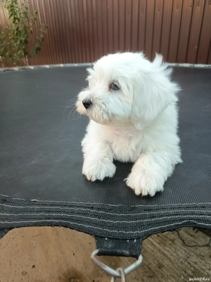 bichon maltez alb 4 luni - imagine 4 bichon maltez alb 4 luni - imagine 4