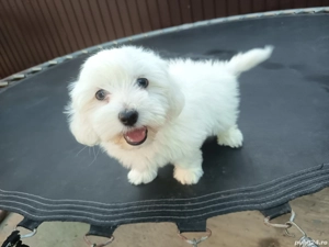 bichon maltez alb 4 luni - imagine 3 bichon maltez alb 4 luni - imagine 3
