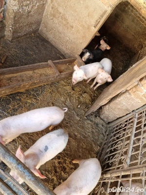 Purecei 14 saptamâni 