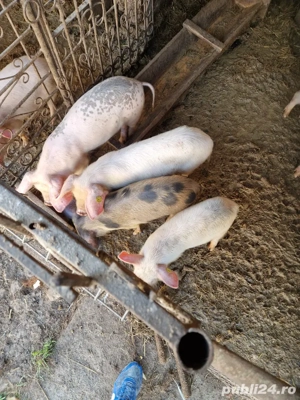 Purecei 14 saptamâni  - imagine 2