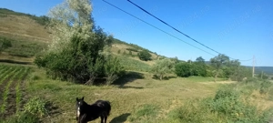 Teren intravilan pt construcții  - imagine 6