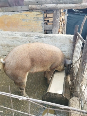 Vând un porc duroc de un an
