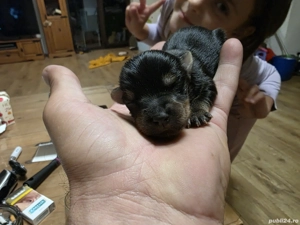 Vand Yorkshire Terrier  - imagine 3