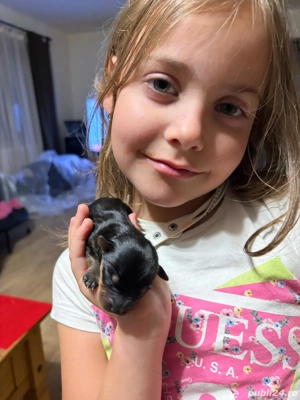 Vand Yorkshire Terrier  - imagine 2