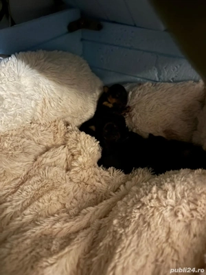 Vand Yorkshire Terrier