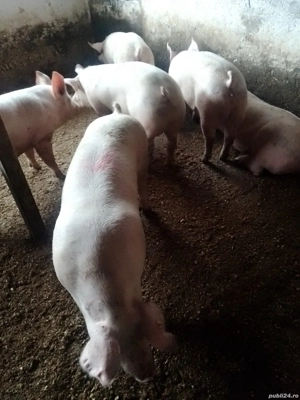 vand porci de carne  - imagine 2 vand porci de carne  - imagine 2