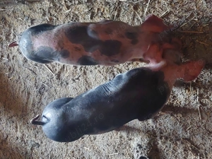 Vând purcei pietran pur  - imagine 4