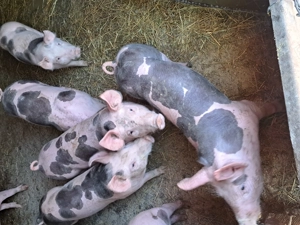 Vând purcei pietran pur  - imagine 5