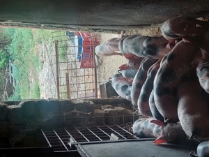 Vând purcei pietran pur  - imagine 2