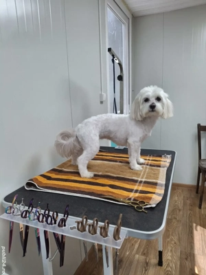 FRIZERIE CANINĂ la domiciliu sau salon 
