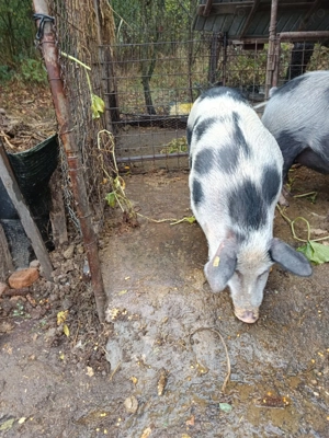 Purcea de vânzare  - imagine 2 Purcea de vânzare  - imagine 2