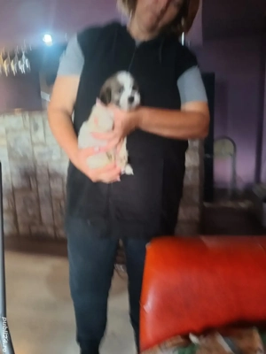 cățelușa bichon  - imagine 2 cățelușa bichon  - imagine 2