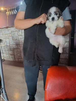 cățelușa bichon  - imagine 3 cățelușa bichon  - imagine 3