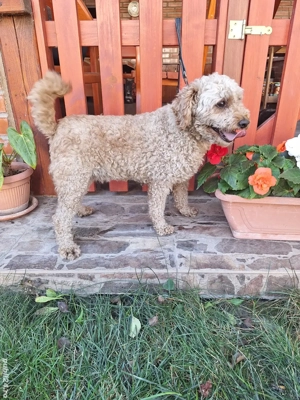 Pudel Pitic femela - imagine 3