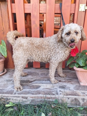 Pudel Pitic femela - imagine 2