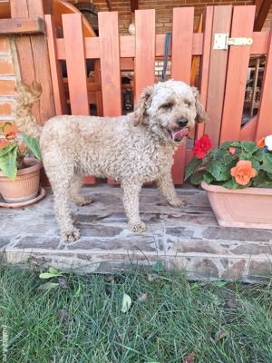 Pudel Pitic femela - imagine 4