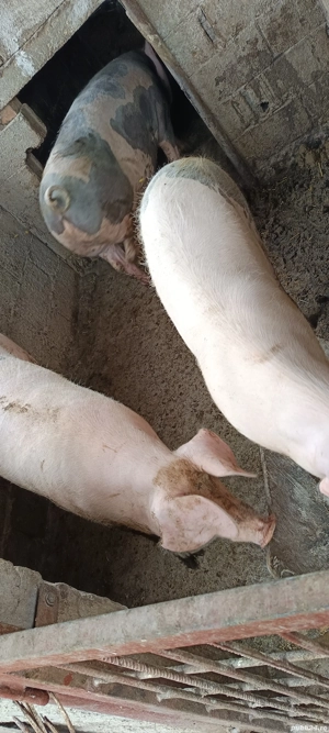 porci de vânzare  - imagine 3 porci de vânzare  - imagine 3