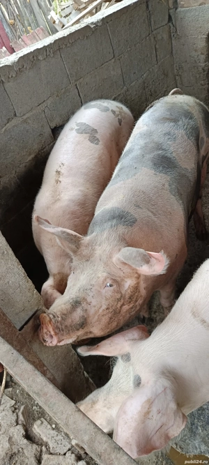 porci de vânzare  - imagine 2 porci de vânzare  - imagine 2