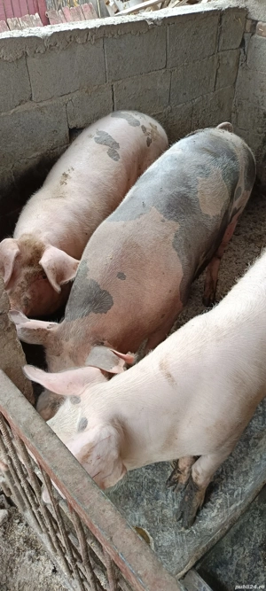 porci de vânzare  - imagine 5 porci de vânzare  - imagine 5