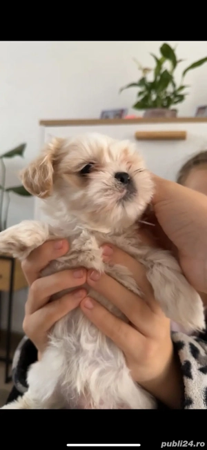 Căutăm căsuțe noi   