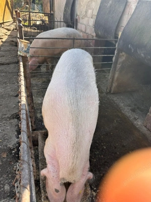 Vând porc pt sacrificat - imagine 2