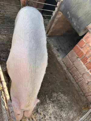 Vând porc pt sacrificat - imagine 3