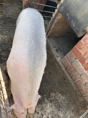Vând porc pt sacrificat - imagine 4