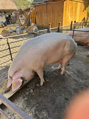 Vând porc pt sacrificat - imagine 6