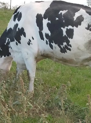 vaca foarte buna de lapte