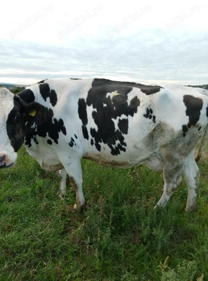 vand vaca foarte  buna de lapte - imagine 2