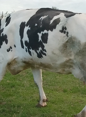 vand vaca foarte  buna de lapte - imagine 5