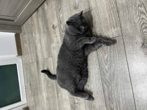 Mascul british shorthair cu accesorii bonus  - imagine 3